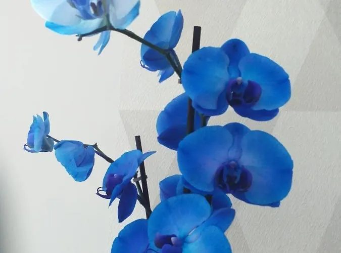 Le Ptit De L'abbaye Et Prive Liebeshotel