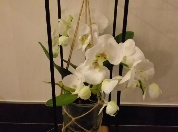 Le Ptit De L'abbaye Et Prive * Lonlay-l'Abbaye